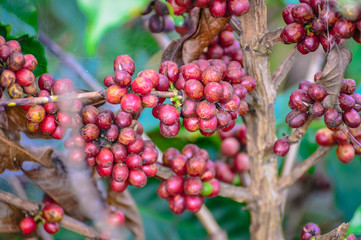 Coffee atop Doi is another good and quality coffee in Thailand, Baan Doi Phahee, Mae Sai District, Chiang Rai Province, Thailand