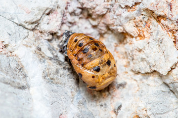 Empty pupae of seven-spot ladybird, Coccinella septempunctata