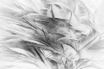 Obraz premium Beautiful dark black feather pattern texture background