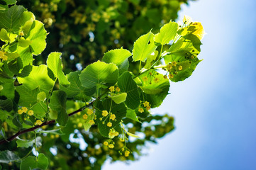 The tree a linden blossoms