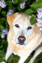 Labrador im Fliederrausch