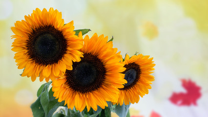 Sunflower bouquet on the colorful background closeup.