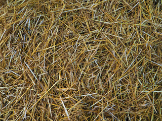 Straw after harvesting cereals as texture and background