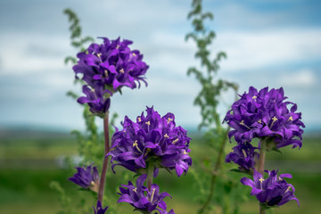 Fototapeta premium Purple flowers against the sky lit by the sun