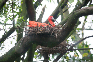 Eudocimus Red Ibis On Jurong Singapore Birdpark.