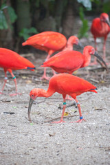 Eudocimus Red Ibis On Jurong Singapore Birdpark.
