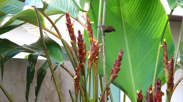 Agile bird feeding nectar from Cigar calathea flower.
Beautiful little spiderhunter Arachnothera longirostra  jumping and drinking nectar in group of Calathea Lutea flowers in backyard,4K video.
