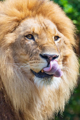 lion  - Panthera leo