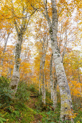 紅葉のブナの森