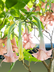 Pink Angels Trumpets, Solanaceae, Brugmansia with large number of fragrant flowers