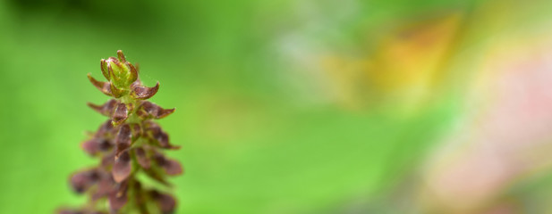 Abstract green leaf background, soft focus, sunny day, fresh spring field, natural textured wallpaper