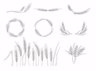 Realistic set of ripe wheat isolated on a white background.  Wheat ears sketch doodle.