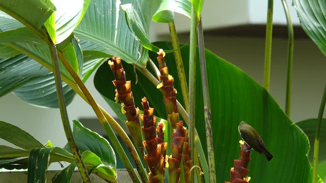 Agile bird feeding nectar from Cigar calathea flower.
Beautiful little spiderhunter Arachnothera longirostra  jumping and drinking nectar in group of Calathea Lutea flowers in backyard,4K video.
