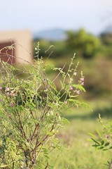 Flowers with the dry wood
