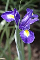 Blaue Irisblüte