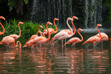 Fototapeta na wymiar Flamingoes Flock On Jurong Singapore Birdpark.