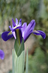 Blaue Irisbl&uuml;te