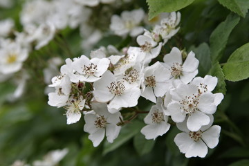 kleine weiße Blüten von Buschrosen