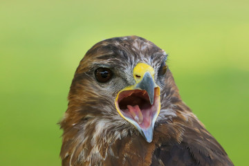 Obraz premium Head shot of a Eurasian Buzzard (Buteo buteo) Bird of Prey