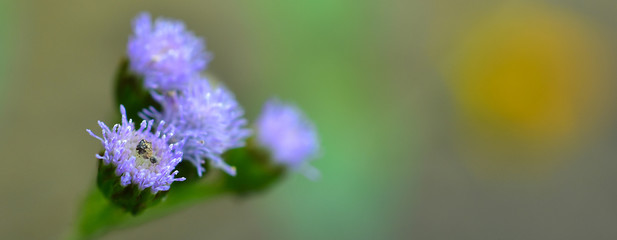 Abstract green leaf background, soft focus, sunny day, fresh spring field, natural textured wallpaper