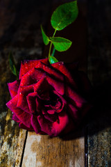 red rose on old wooden background