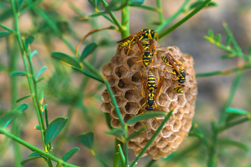 Wasps in a nest on plant
