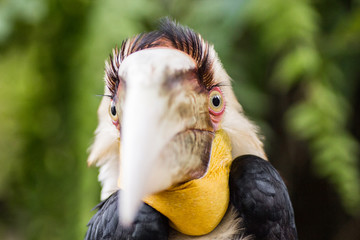 30 May 2013, Bali, Indonesia: Hornbill Close Up.