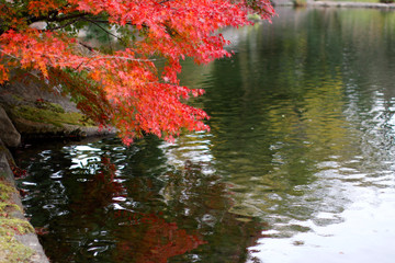 名古屋徳川園の紅葉風景