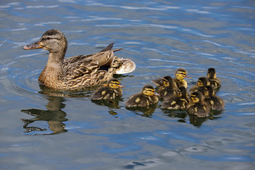 A female mallard duck (anas platyrhynchos) with ducklings swimming on a lake