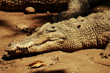 close up of crocodile head