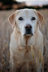 Ronja im Kornfeld