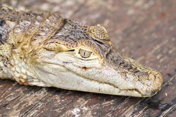 30 May 2013, Bali, Indonesia: Alligator Close Up.