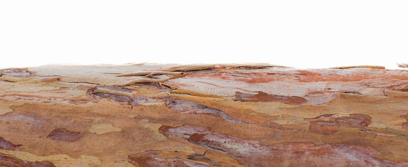 Tropical Texture: Abstract detail tree bark texture isolated on white background