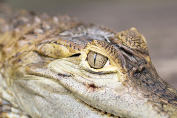 30 May 2013, Bali, Indonesia: Alligator Close Up.