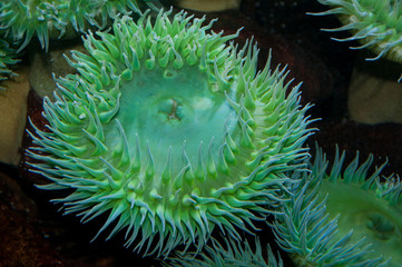 Anemones in aquarium