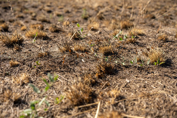field with burnt grass and ashes after wildfire, damage ecology, forest fires