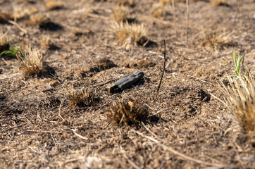 field with burnt grass and ashes after wildfire, damage ecology, forest fires