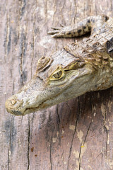 30 May 2013, Bali, Indonesia: Alligator Close Up.