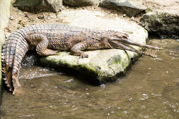 30 May 2013, Bali, Indonesia: Adult Alligator.