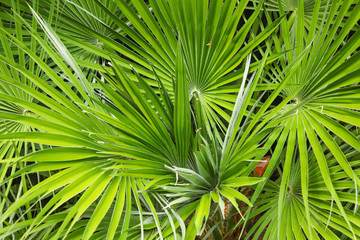 Palm tree leaves natural background