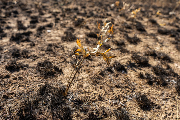 field with burnt grass and ashes after wildfire, damage ecology, forest fires
