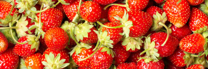 Strawberry. Background of fresh strawberries close-up. Strawberries are spread out on the table. Banner. The view from the top