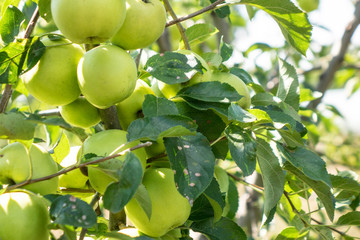 Natural fruit. Apples on the branches of an apple tree