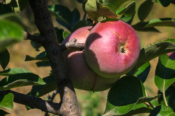 Natural fruit. Apples on the branches of an apple tree