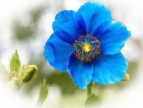 Free Poppy Images – Browse 612 Free Stock Photos, Vectors, and Video ...