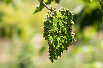 Pest infested grape leaves in a farm vineyard