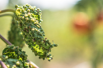 Pest infested grape leaves in a farm vineyard