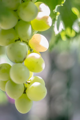 Bunches of grapes in a vineyard in a rural garden