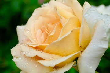 delicate peach beautiful rose close-up on a blurred background. Dew drops on the petals. Picture...