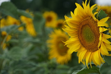 beautiful sunflower